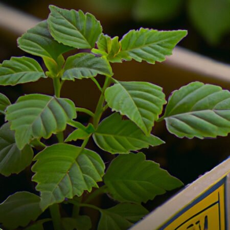 How to Grow Epazote Herb (Dysphania ambrosioides)