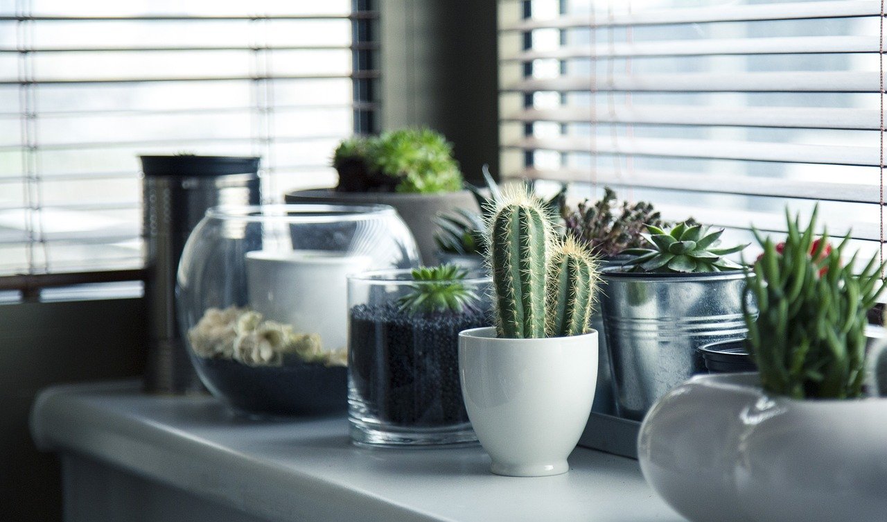 Green Thumb for Beginners: A Guide to Successful Indoor Gardening