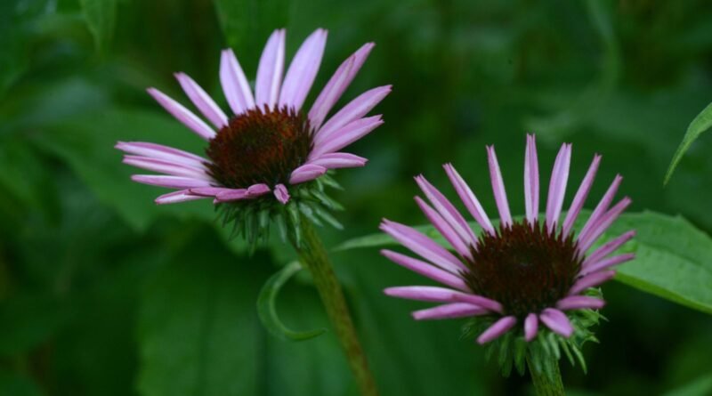 How To Design A Native Plant Garden - Fostering Biodiversity In Your Yard
