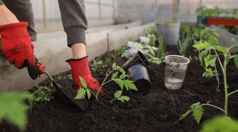 When To Plant Vegetables For A Year-Round Harvest